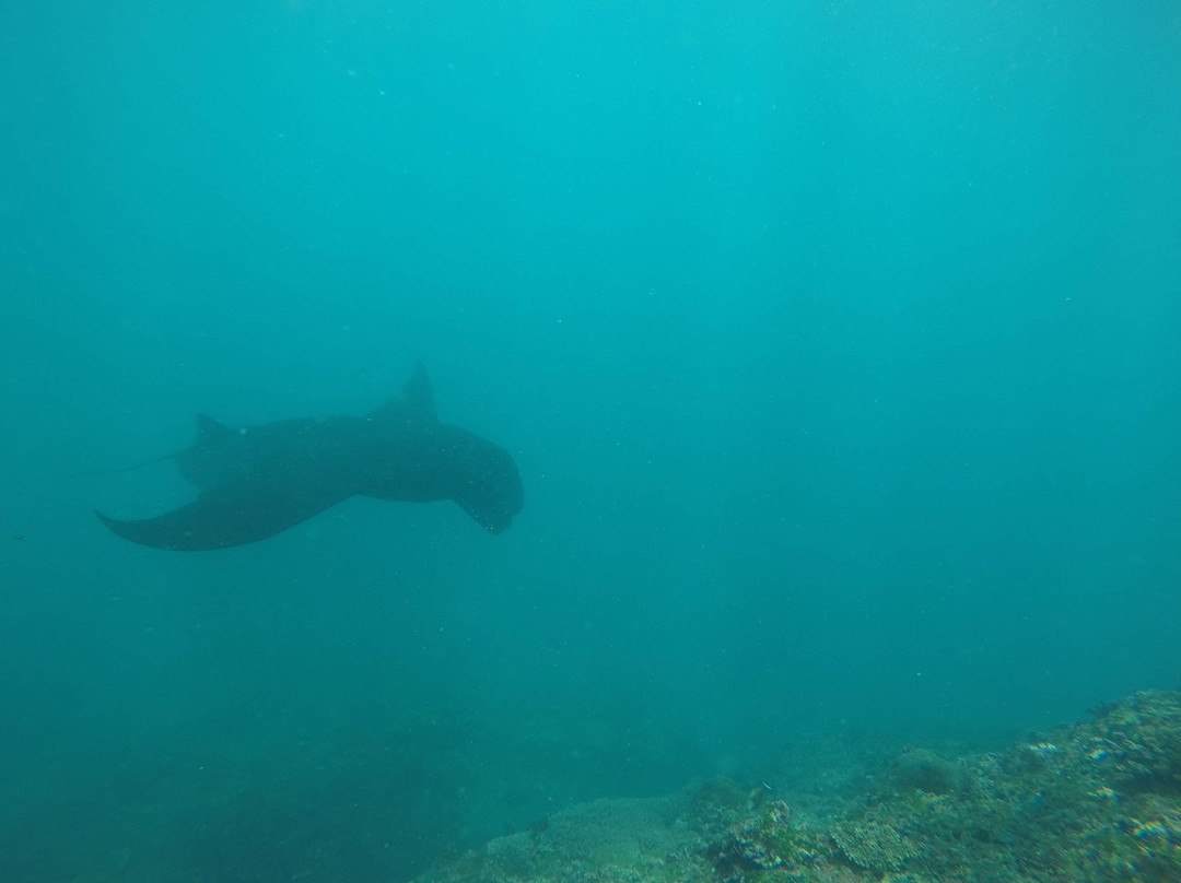 Penida Snorkeling Tour-克隆孔必去景点
