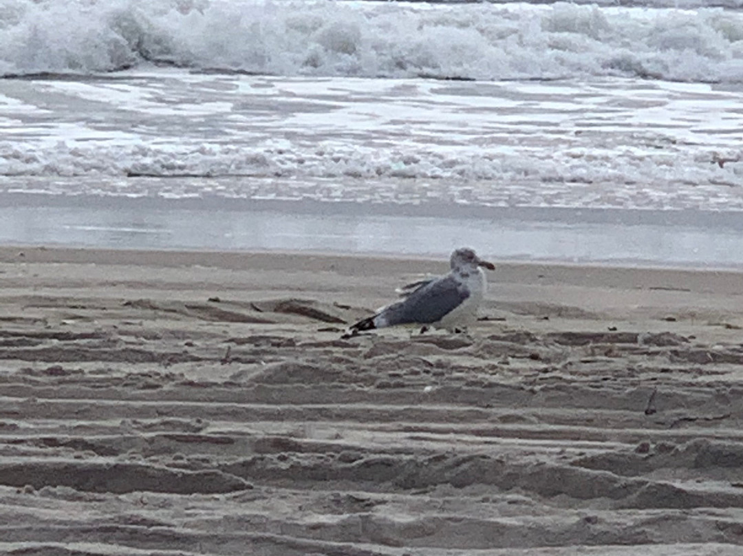 Ponquogue Beach景点图片