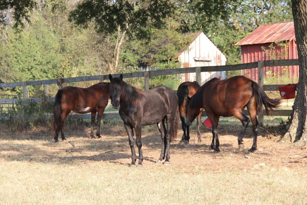 Farmhouse Sanctuary主图