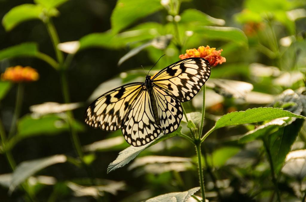 Blue Willow Butterflies & Blooms Butterfly Conservatory景点图片