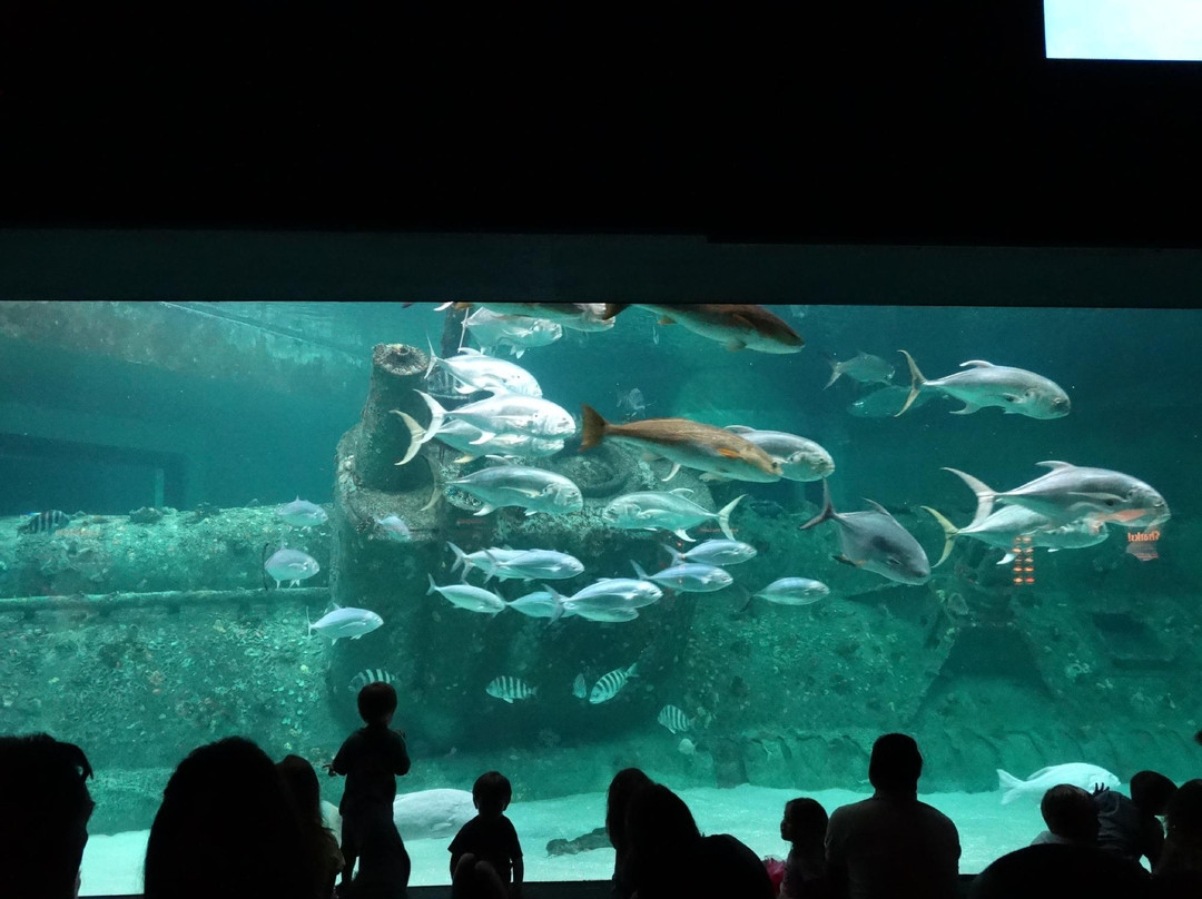 North Carolina Aquarium at Pine Knoll Shores景点图片