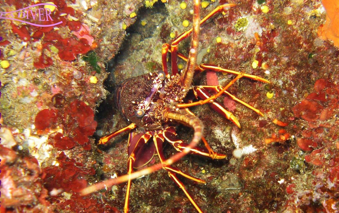 Sea Diver Diving Center-圣维托角必去景点