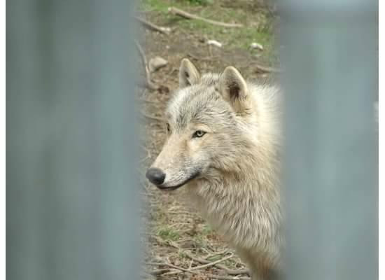 Wolf People景点图片
