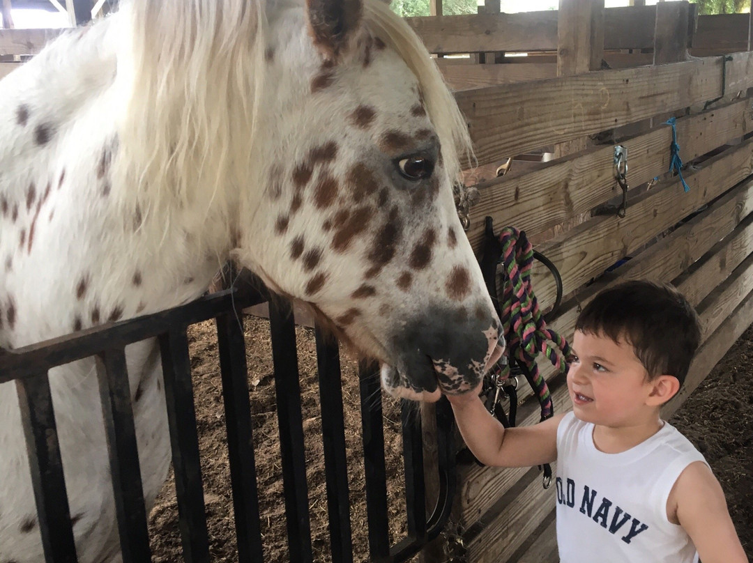 Party Animals Pony Rides-Morriston必去景点