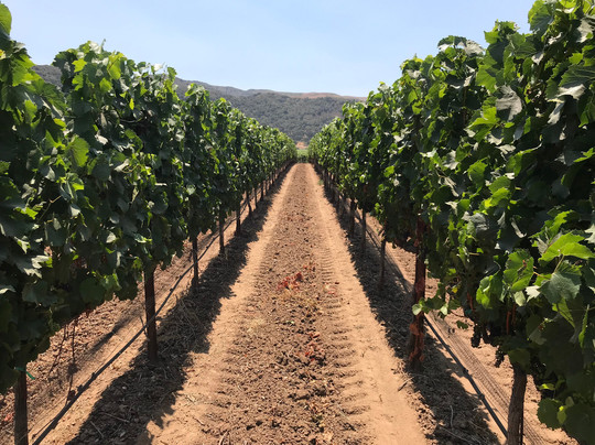 Wellington Coach Wine Tours and Transportation