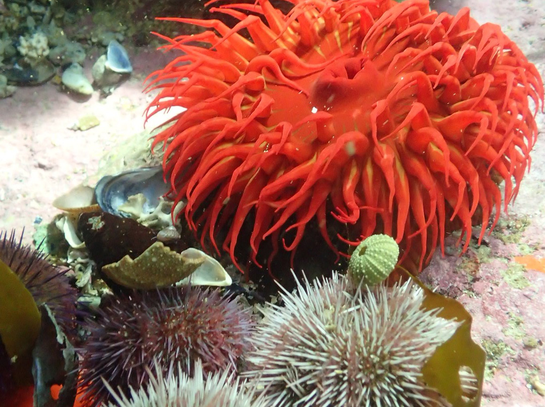 Cape Town Freediving-Muizenberg必去景点