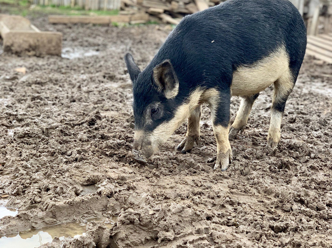 Ella Farm-Klusovo必去景点