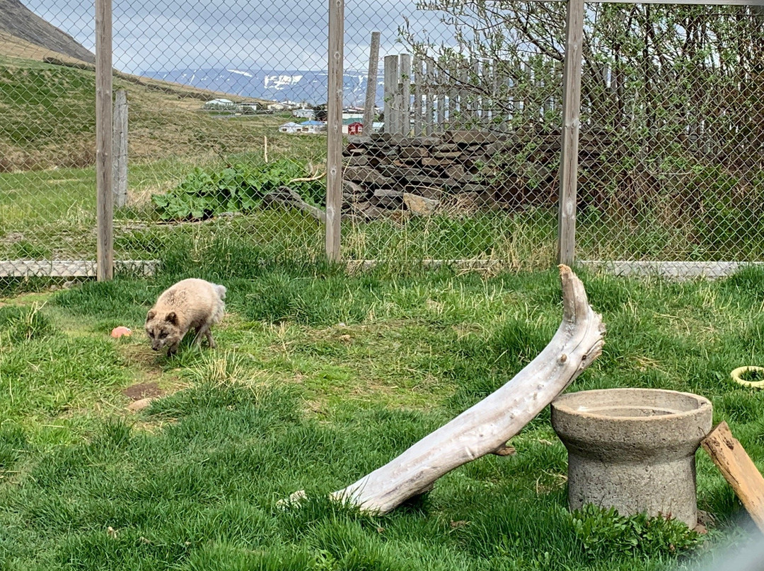 The Arctic Fox Centre景点图片