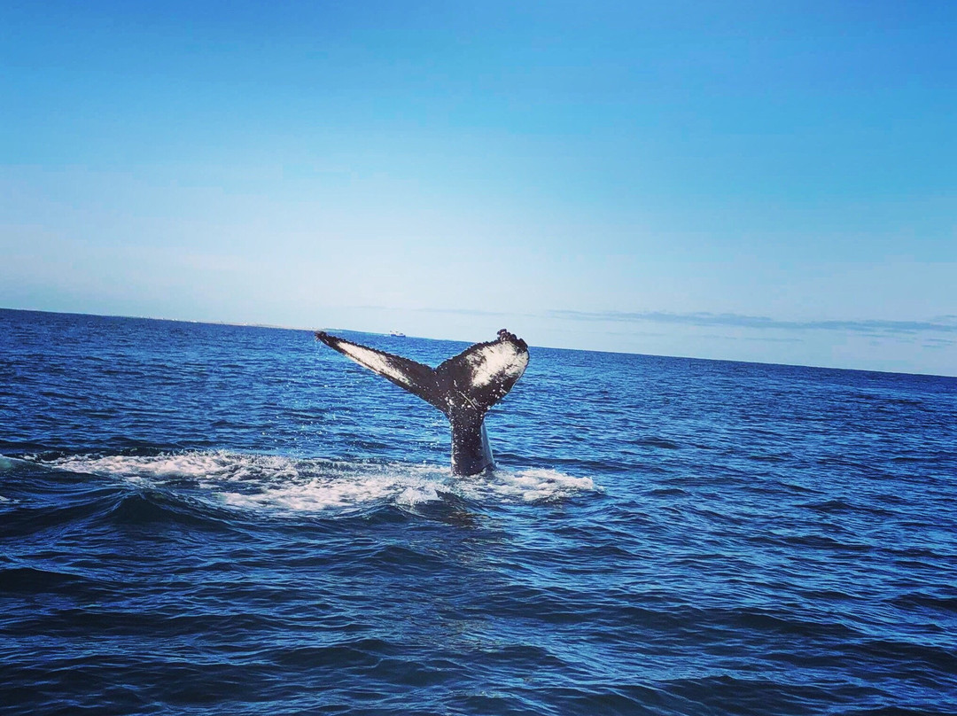 Husavik Adventures-胡萨维克必去景点