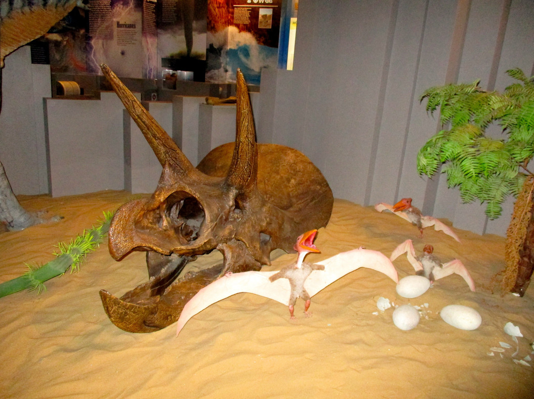 Anniston Museum of Natural History景点图片