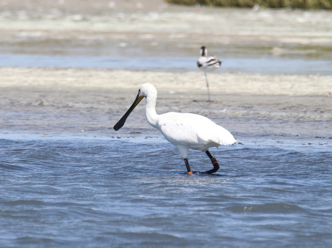 Ecotono Birding景点图片