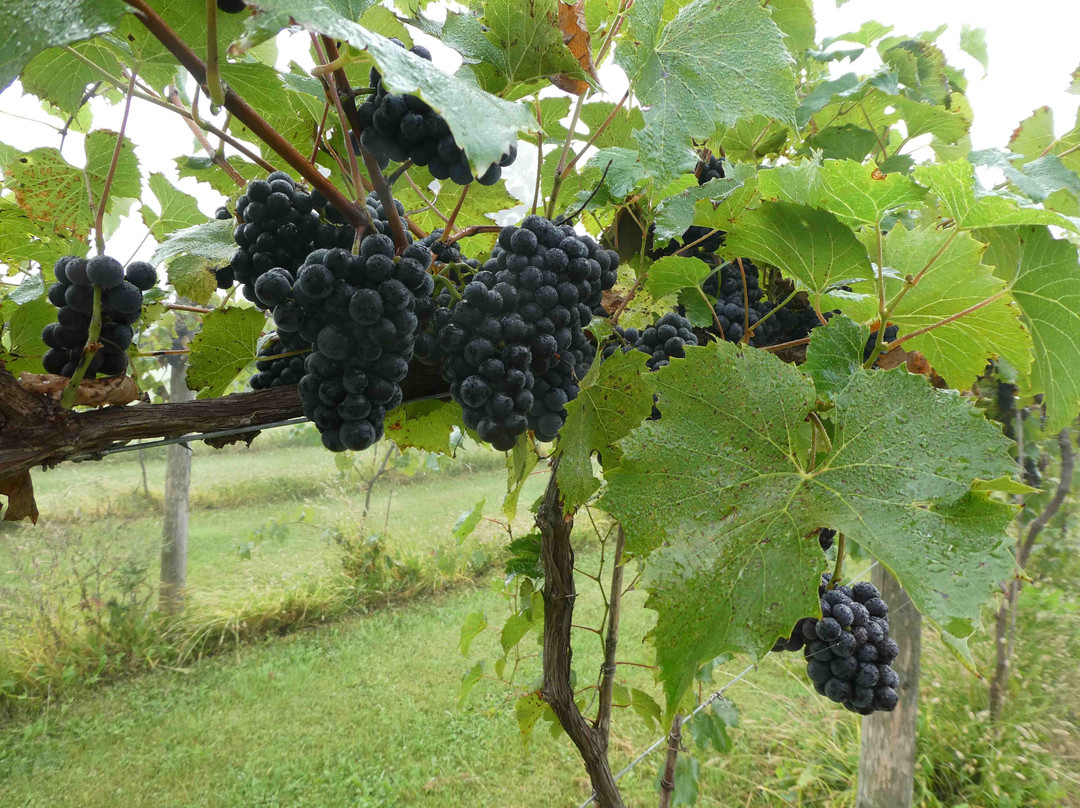 Rushford Meadery and Winery景点图片
