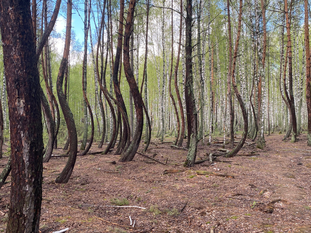 Dancing  Forest景点图片