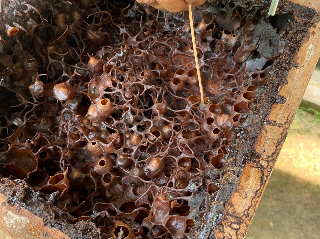 Tasbee Meliponiculture Farm-Tutong必去景点