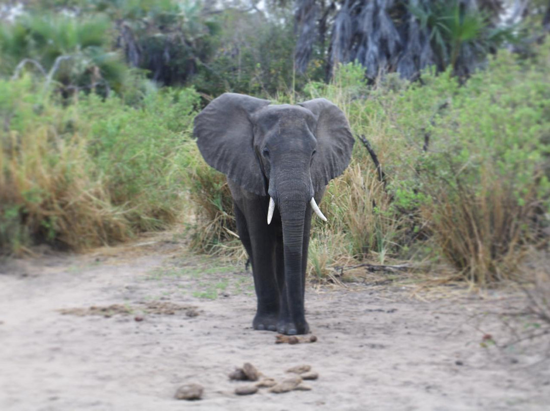 Naza's Tanzania Safari-Dar es Salaam必去景点