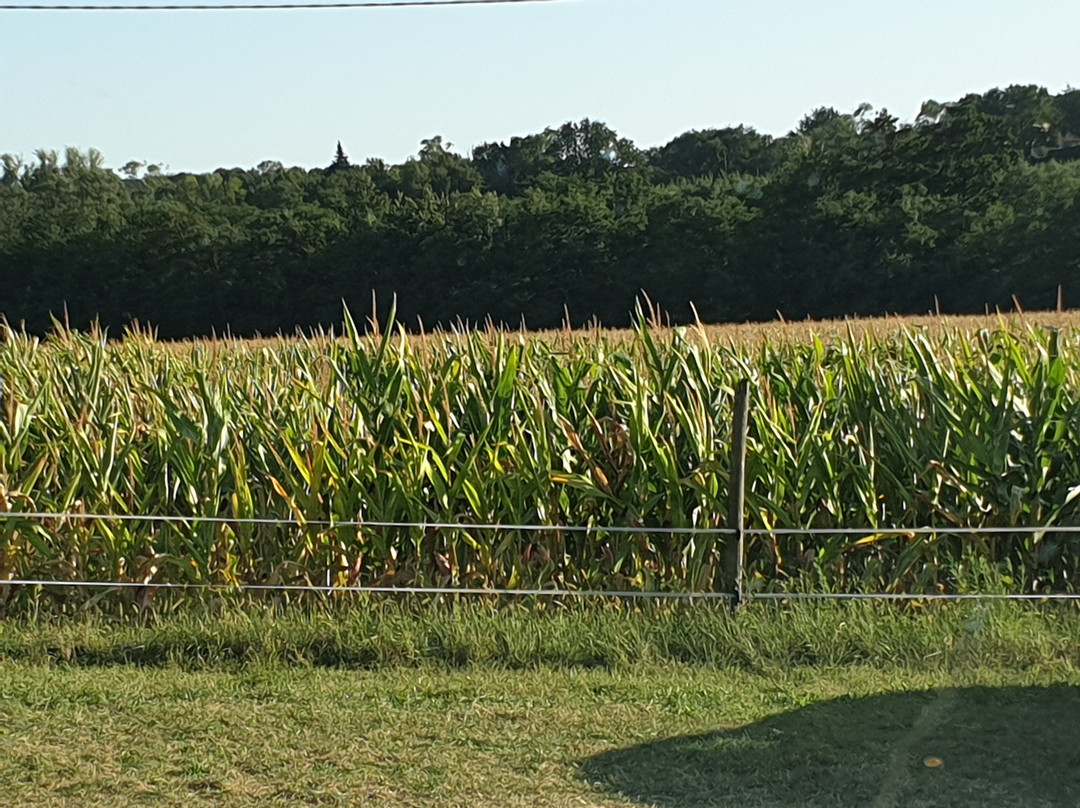 Labyrinthe Végétal-Charmes-sur-Rhone必去景点