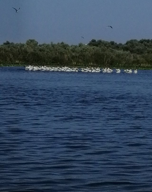 Danube Delta Wildlife Boat Tours景点图片