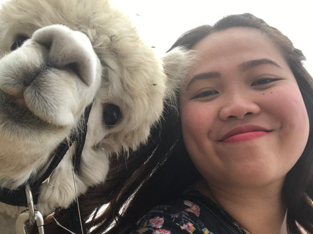 Camelot Haven Alpacas景点图片