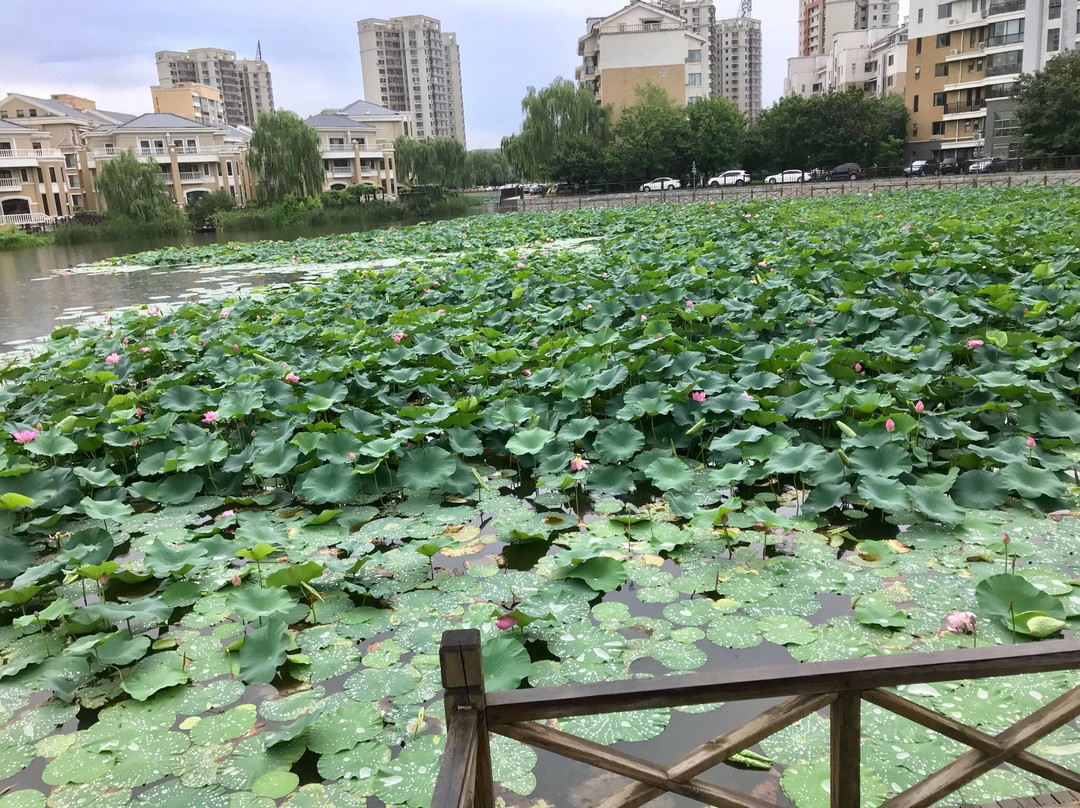 尚阳湖景点图片