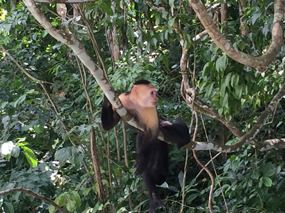 Gamboa Rainforest Resort Chagres River Boat Tour景点图片