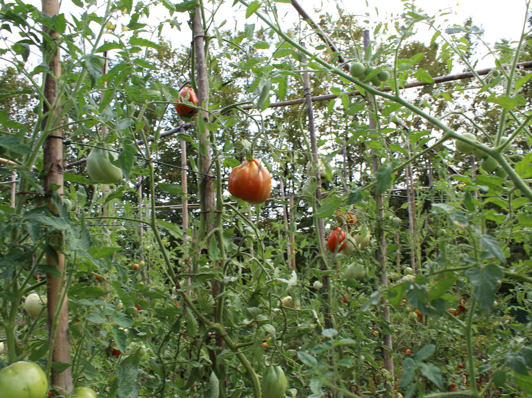 La Vigna di Sarah主图