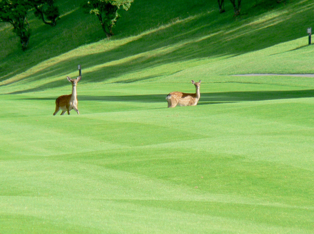 Amagi Kogen Golf Course-伊豆市必去景点