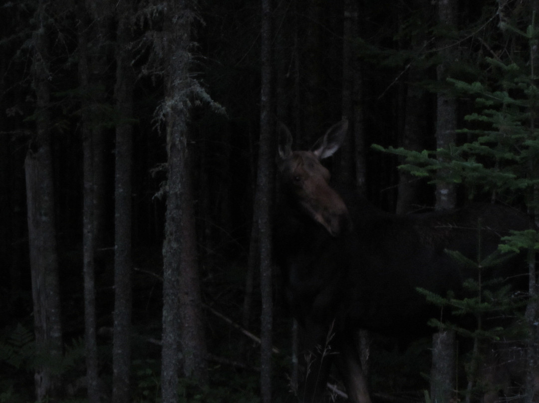 Gorham Moose Tours-Gorham必去景点
