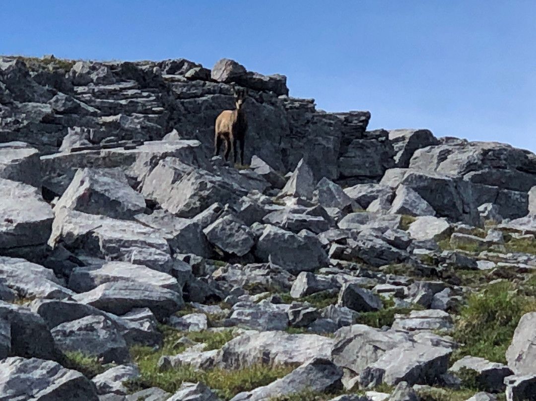 Swiss National Park (Parc Naziunal Svizzer)景点图片