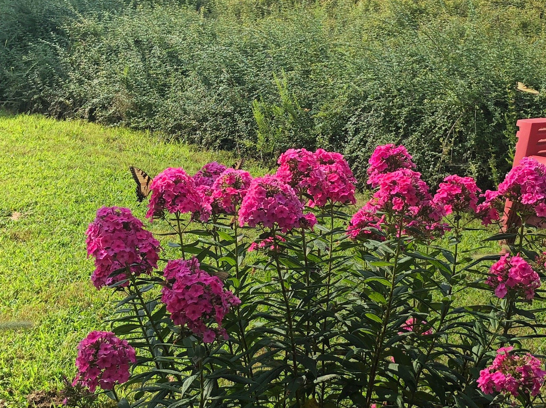 Cardinal Point Vineyard and Winery-Afton必去景点