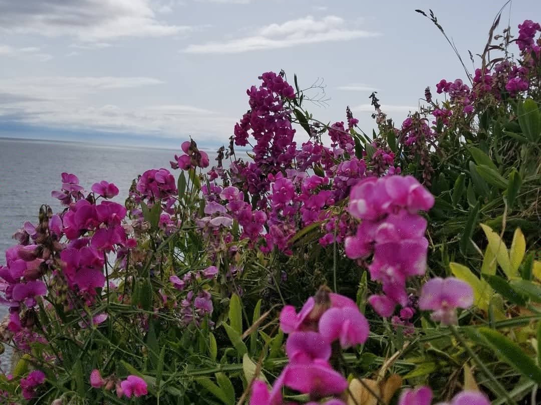 Dallas Road Beach-维多利亚必去景点