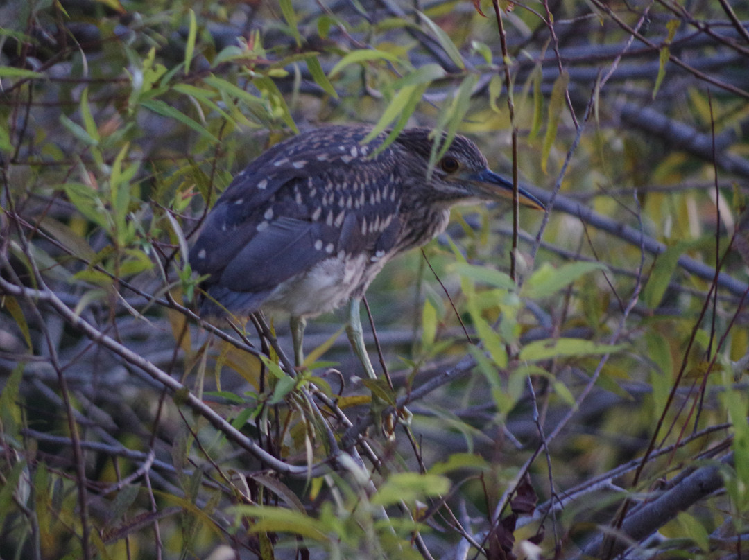 The Venice Area Audubon Rookery-威尼斯必去景点