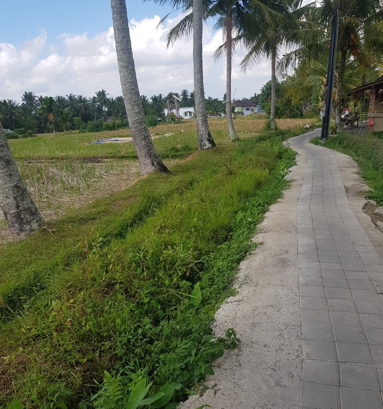 Subak Juwuk Manis (Ubud Rice Field)景点图片