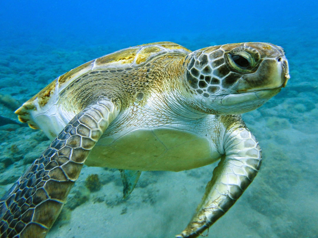 Sea Adventure Dive Club Tenerife-Palm-Mar必去景点