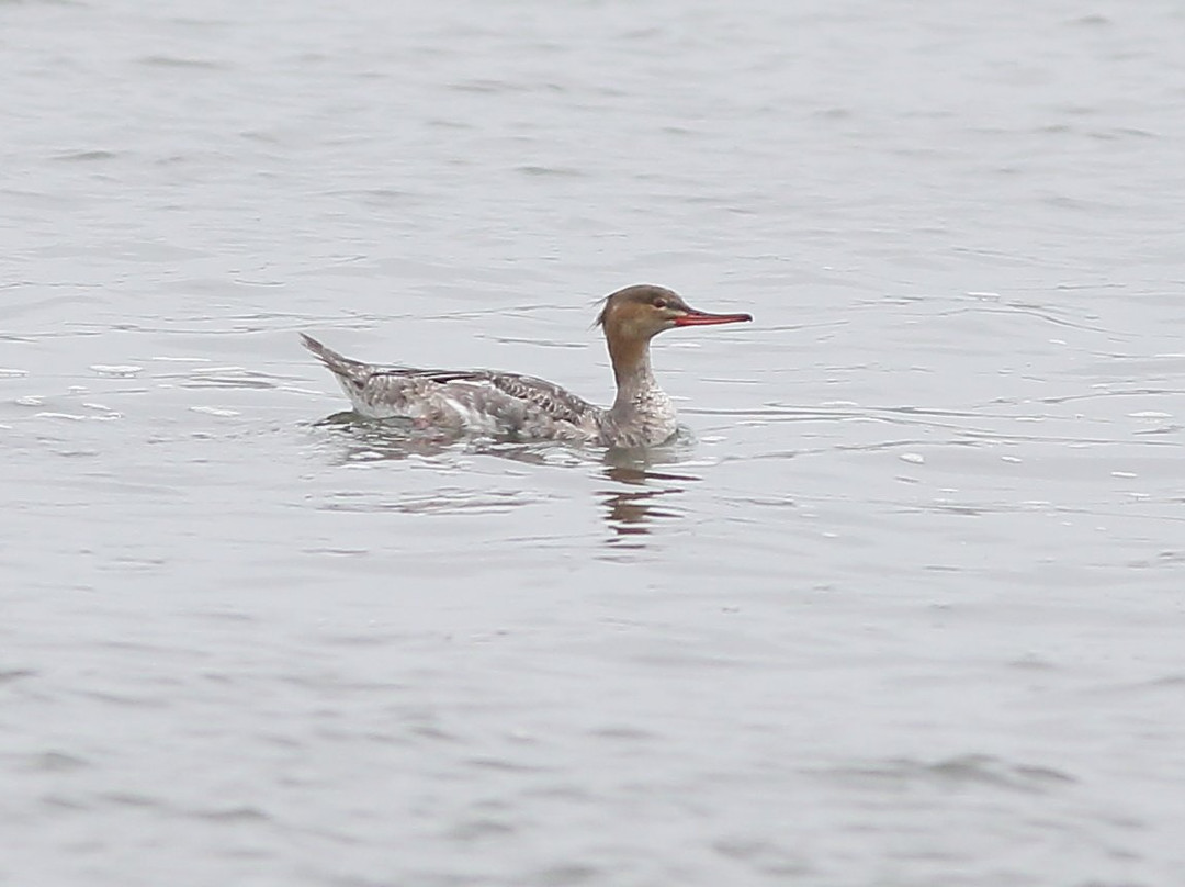 Tofutsu-ko Waterfowl And Wetland Center景点图片