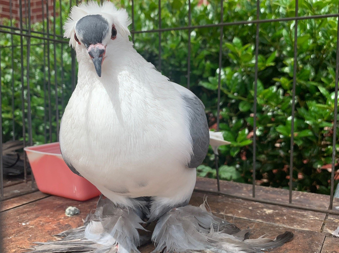 The American Pigeon Museum & Library-俄克拉何马城必去景点