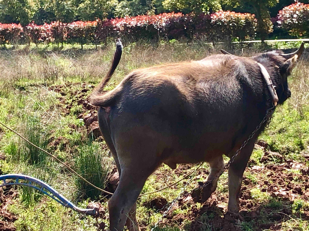 黄山屯溪山城-黄山市必去景点
