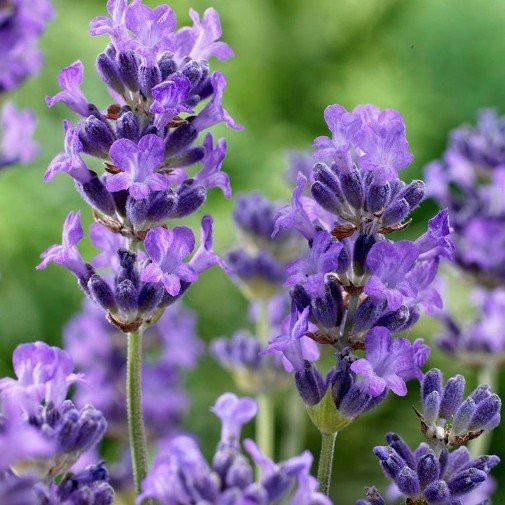 Lavanda del Lago景点图片