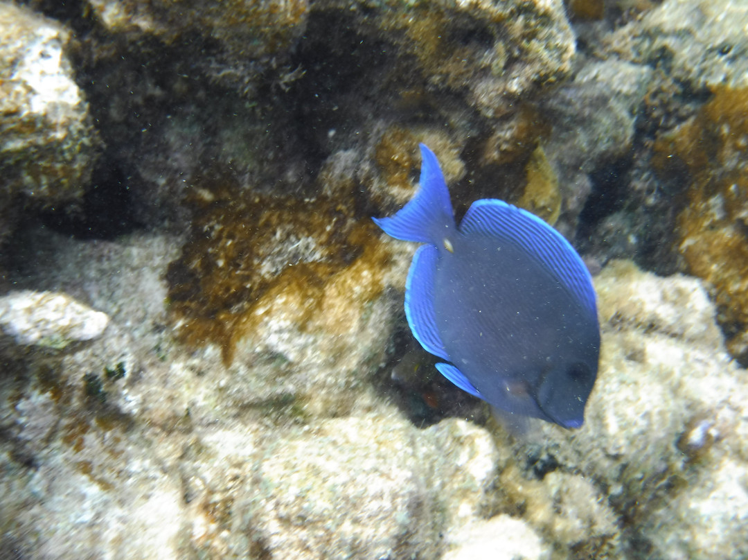 Stingray Sailing景点图片