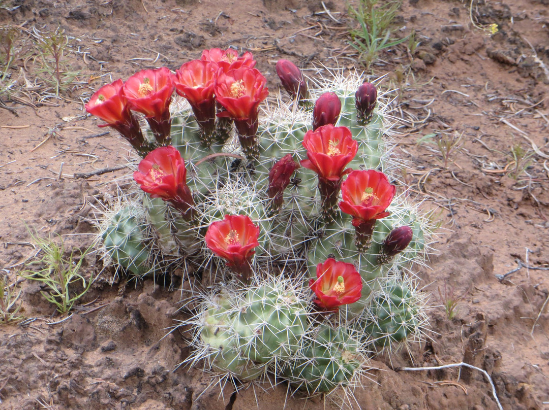 Keet Seel Navajo National Monument-Shonto必去景点