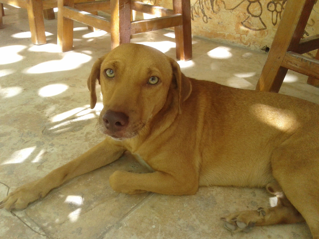 Serenidad Shardon主图