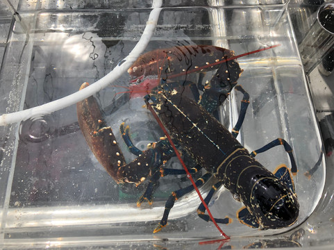 Isle of Harris Sea Tours-Tarbert必去景点