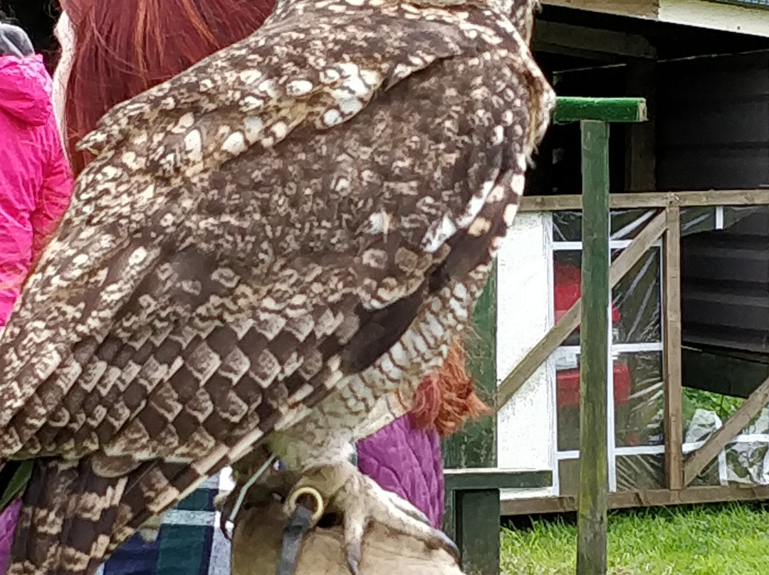 Falconry Days景点图片