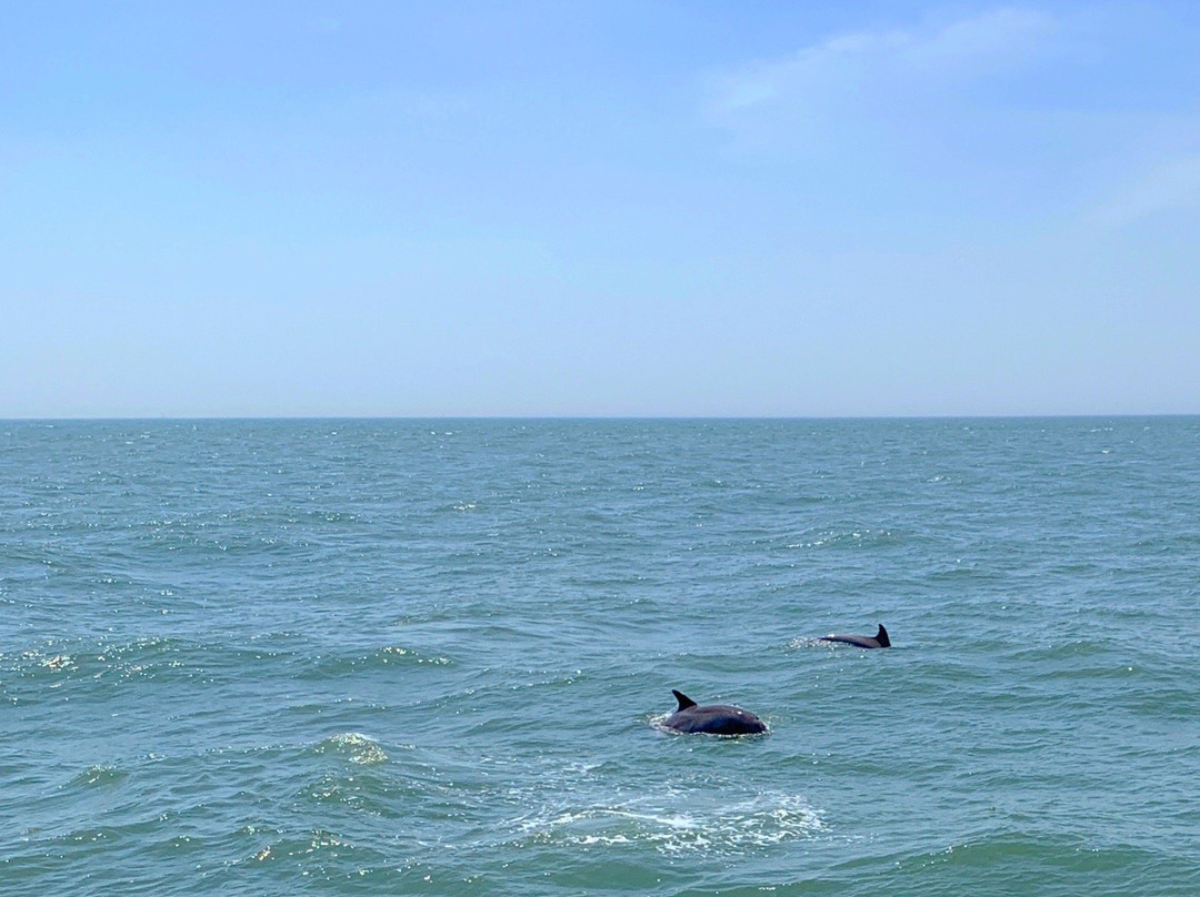 Cape May Whale Watcher景点图片