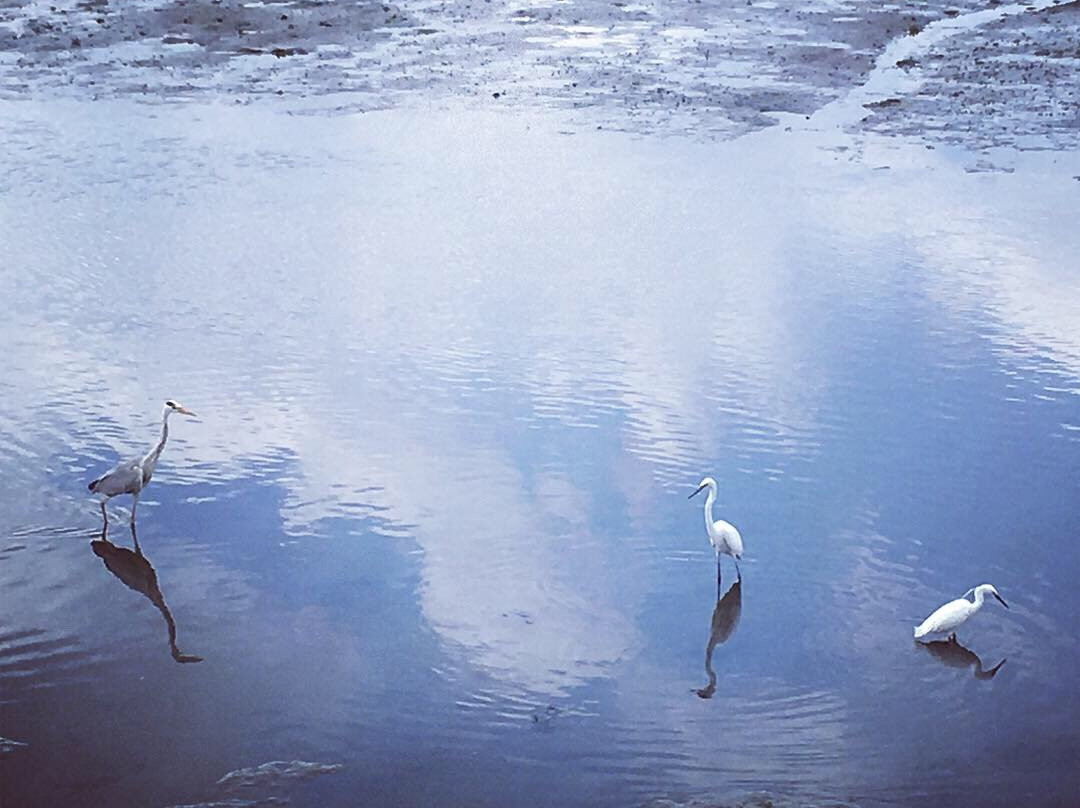 Yatsu Tidal Flats-习志野市必去景点