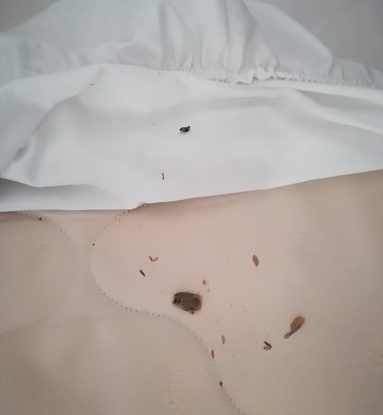 Hotel El Rancho Leon主图