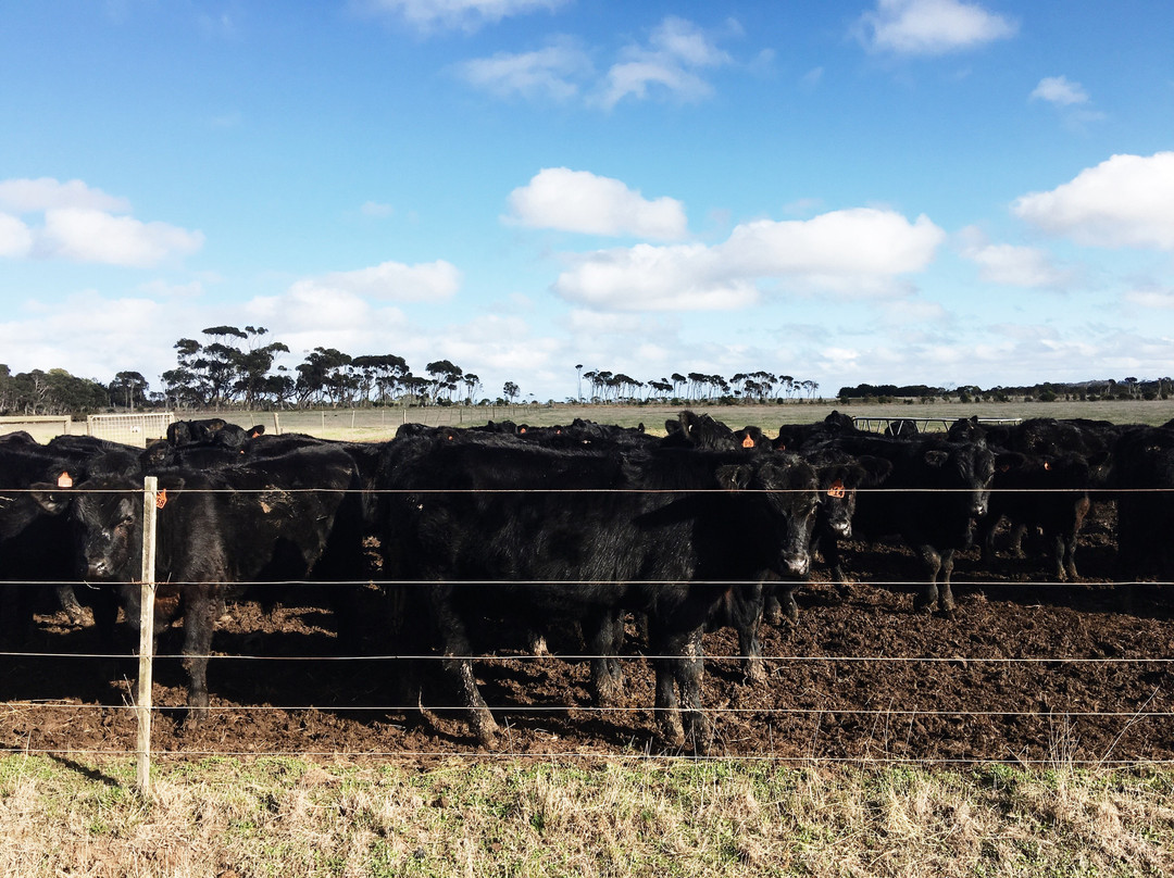 Bimbadeen Phillip Island-Ventnor必去景点