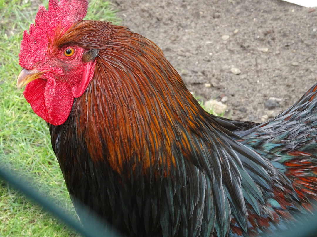 Dutch Poultry Museum-Barneveld必去景点