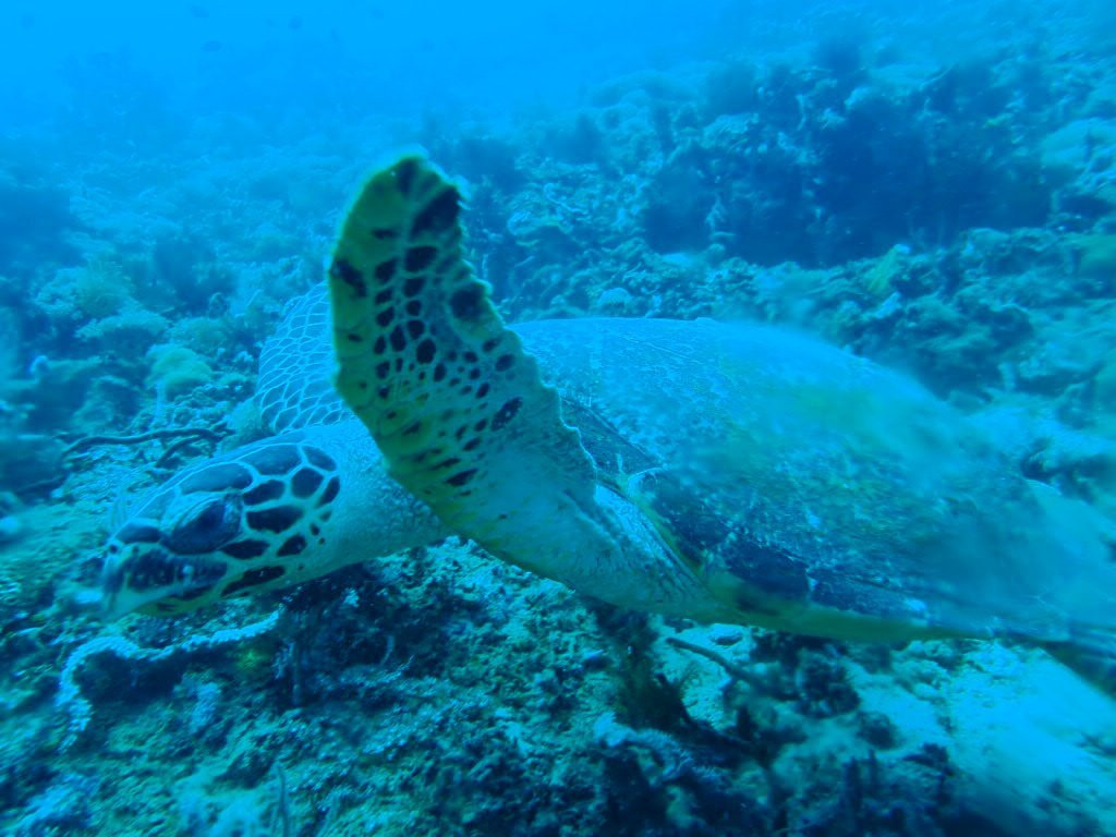 Go Wild Dive-Gili Gede必去景点