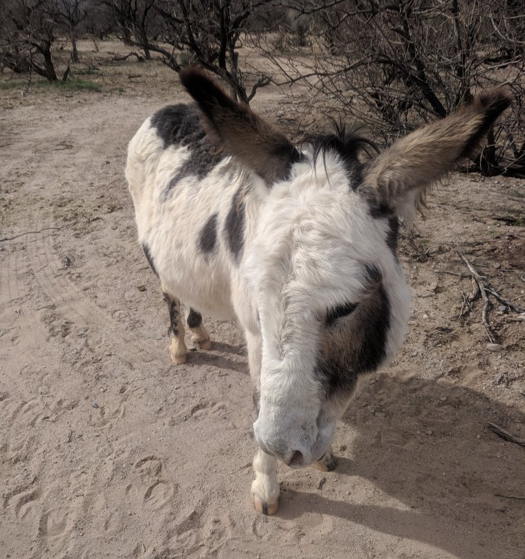 Forever Home Donkey Rescue-Benson必去景点