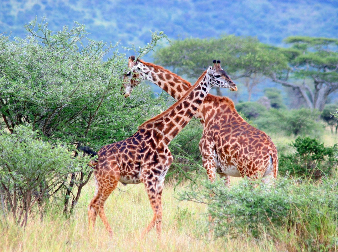 Zepisa African Safaris-Iringa必去景点